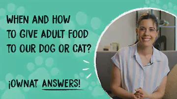 HOW TO FEED AN ADULT DOG OR CAT | Ownat Nutrition Responds