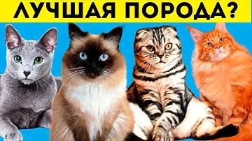 10 лучших пород кошек для новичков